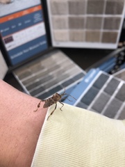 Leptoglossus occidentalis