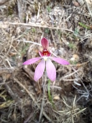 Caladenia bartlettii