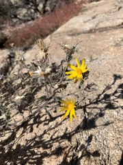 Heterotheca marginata