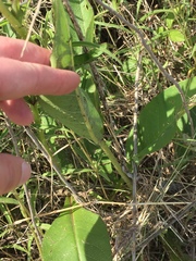 Silphium radula