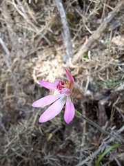 Caladenia bartlettii