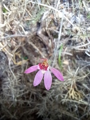 Caladenia bartlettii
