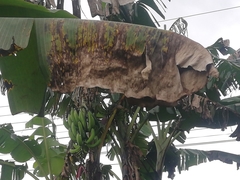 Pseudocercospora fijiensis