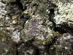Lecanora argentata