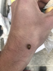 Harmonia axyridis