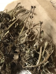 Cladonia rei