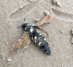 Campsomeris bistrimacula