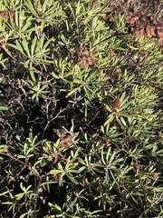 Eriogonum arborescens