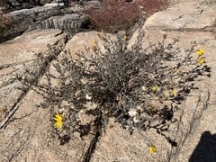 Heterotheca marginata