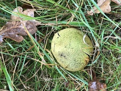 Scleroderma citrinum