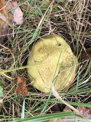 Scleroderma citrinum