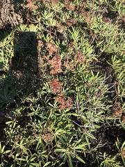 Eriogonum arborescens