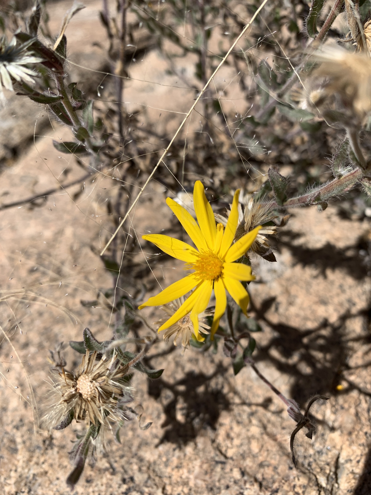 Heterotheca marginata