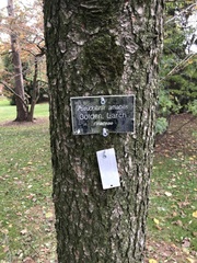 Pseudolarix amabilis