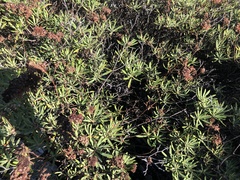 Eriogonum arborescens