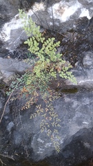 Argyrochosma