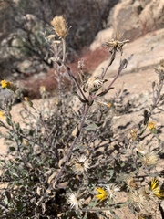 Heterotheca marginata