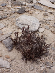 Lepidium solandri
