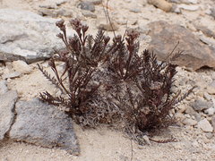 Lepidium solandri