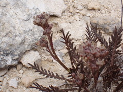 Lepidium solandri