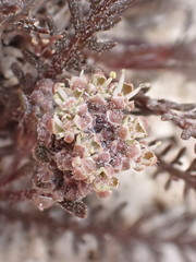 Lepidium solandri