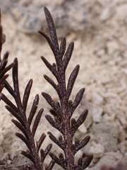 Lepidium solandri
