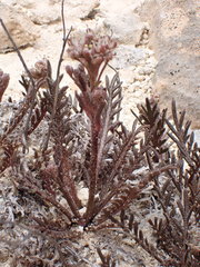 Lepidium solandri