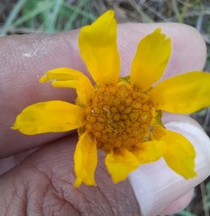 Calea multiplinervia