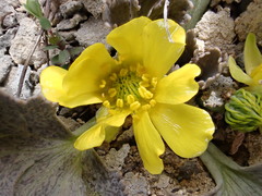 Ranunculus paucifolius