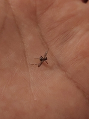 Aedes aegypti