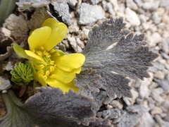 Ranunculus paucifolius