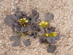Ranunculus paucifolius