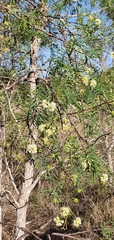 Vachellia bidwillii