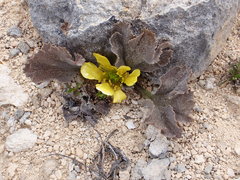 Ranunculus paucifolius