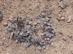 Brachyglottis haastii