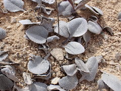 Brachyglottis haastii