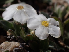 Myosotis colensoi