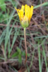 Calea multiplinervia