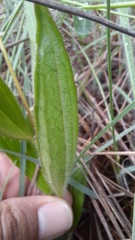 Calea multiplinervia