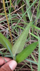 Calea multiplinervia