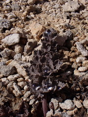 Gingidia enysii enysii