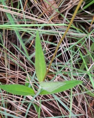 Calea multiplinervia