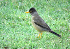Turdus falcklandii