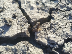 Pseudopaludicola falcipes