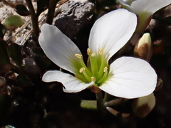 Cardamine magnifica