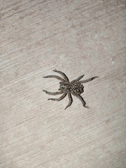 Hogna radiata