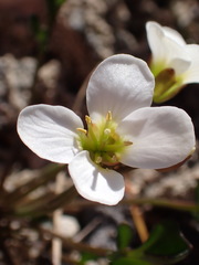 Cardamine magnifica