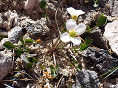 Cardamine magnifica