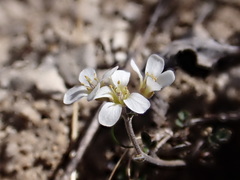 Cardamine intonsa