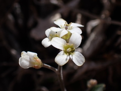 Cardamine intonsa